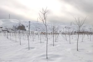 کاشت درخت با نام فرد دلخواه